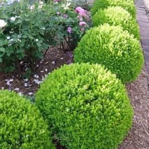 True Dwarf English Boxwood ( Buxus ) - Live Plant - 2 Gallon Pot
