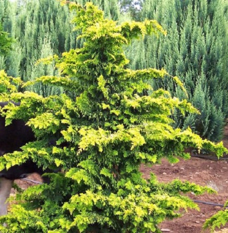 Golden Fernleaf Hinoki False Cypress Live Plant Trade | Etsy