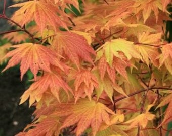May include: Close-up of vibrant orange and yellow Japanese maple leaves. The leaves have a delicate, layered appearance with intricate veining. The image captures the autumnal colors of the foliage, with some leaves still green.