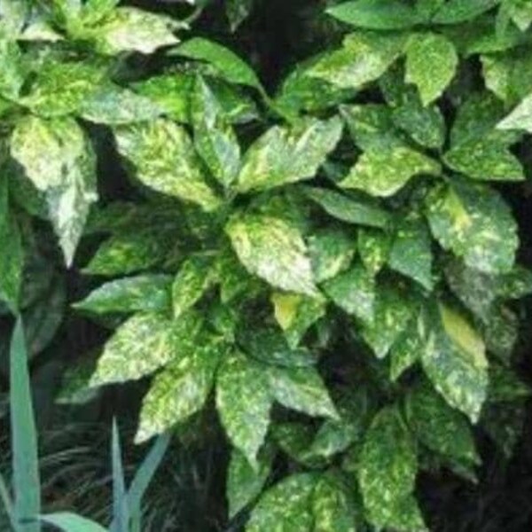 Gold Dust Variegated Aucuba - Live Plant - ( 2.5 QT )