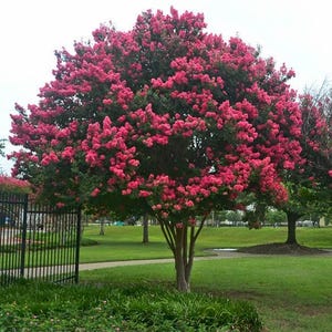 Tuscarora Dark Pink Crape Myrtle Tree - Live Plant - ( 1 QT )