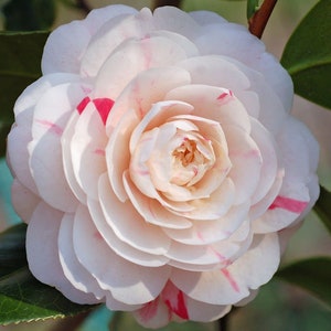 1 - April Dawn Camellia Japonica ( Zone 6 ) - Starter Plant ( 4L ) ( 1 plant )