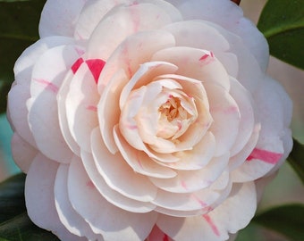 1 - April Dawn Camellia Japonica ( Zone 6 ) - Starter Plant ( 4L ) ( 1 plant )