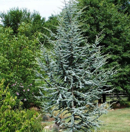 Atlas Cedar