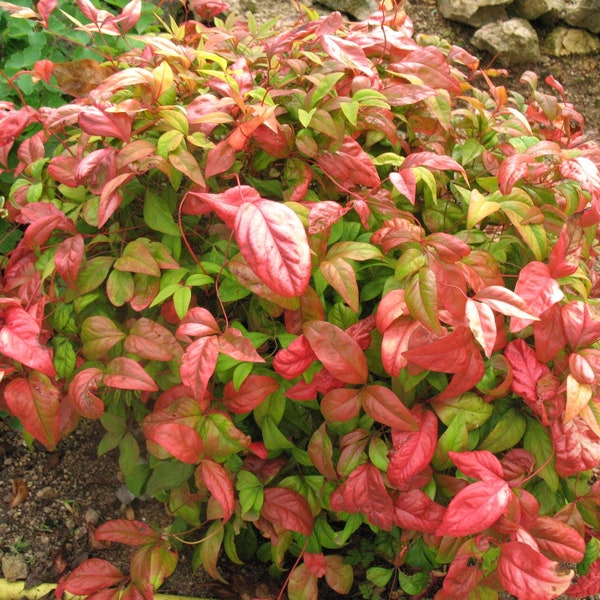 1 - Firepower Nandina Heavenly Bamboo - Starter Plant ( 5 m ) ( 1 Live Plant )