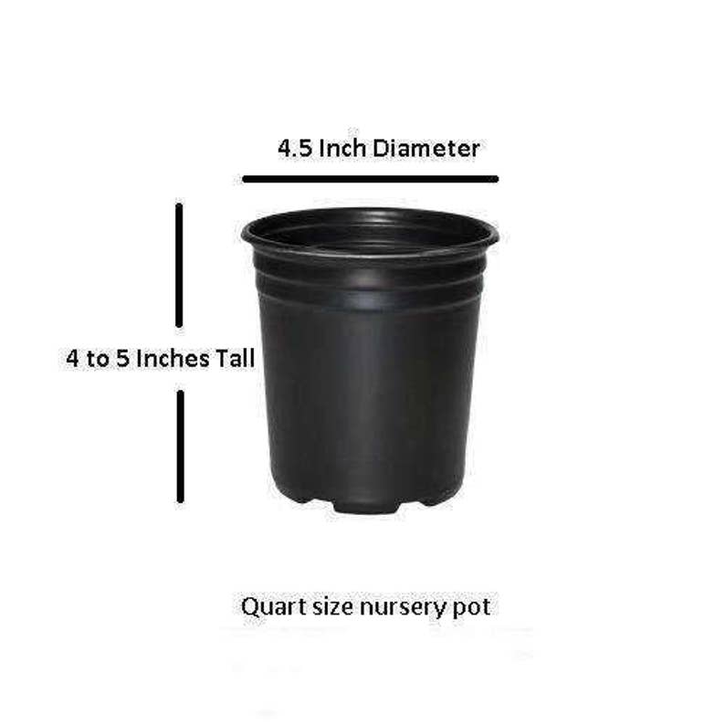 Red Double Knockout Rose Live Plant Quart Pot