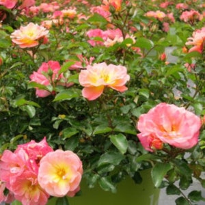 Peach Drift® Groundcover Rose - Live Plant - ( 1 QT )