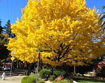 Ginkgo Biloba Tree ( maidenhair ) - Live Plant - ( 1 QT )