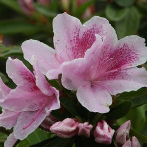 George Tabor Azalea ( southern indica ) - Live Plant - Trade Gallon Pot