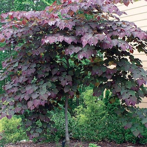 May include: A deciduous tree with a slender, light gray trunk and a dense, spreading canopy of heart-shaped leaves. The foliage displays deep shades of dark purple and burgundy, creating a vibrant contrast against the surrounding green landscape.