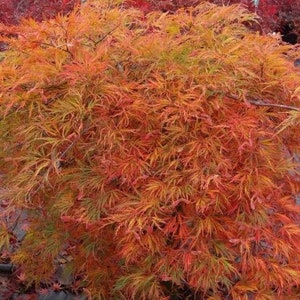 May include: A Japanese maple tree with vibrant orange, red, and green foliage. The leaves are delicate and feathery, creating a soft, airy appearance.