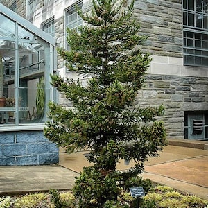 May include: A tall, green conifer tree with dense foliage and small brown cones. The tree is in front of a stone building with multiple windows. A small sign is at the base of the tree. The tree is surrounded by a bed of low-lying plants.