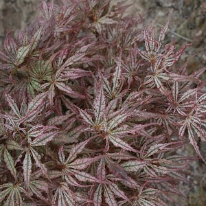 May include: Close-up of a Japanese maple tree with intricate, star-shaped leaves. The leaves display a striking color palette of deep red, light green, and white, creating a textured and layered appearance. The plant's foliage is dense, with multiple leaves visible.