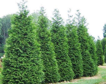 Green Giant Arborvitae Tree ( Thuja ) - Live Plant - ( 2.5 QT )