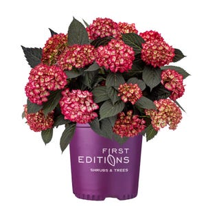 May include: A vibrant hydrangea plant in a purple pot. The plant features large clusters of red and white flowers with dark green leaves. The pot has the text "FIRST EDITIONS SHRUBS & TREES".