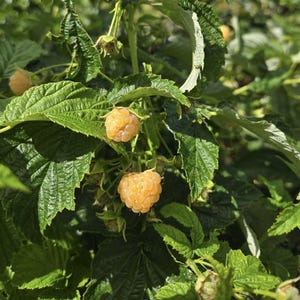 May include: A cluster of golden yellow raspberries growing on a green leafy plant. The berries have a textured, bumpy surface and are attached to thin stems surrounded by serrated green leaves under bright natural sunlight.