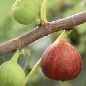 May include: Close-up of a fig tree branch with three figs. One ripe fig is a deep reddish-purple color, while two unripe figs are green. The branch is brown, and the background is a soft green.