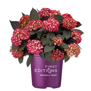 First Editions® Eclipse® Bigleaf Hydrangea - Live Plant - Full Gallon Pot