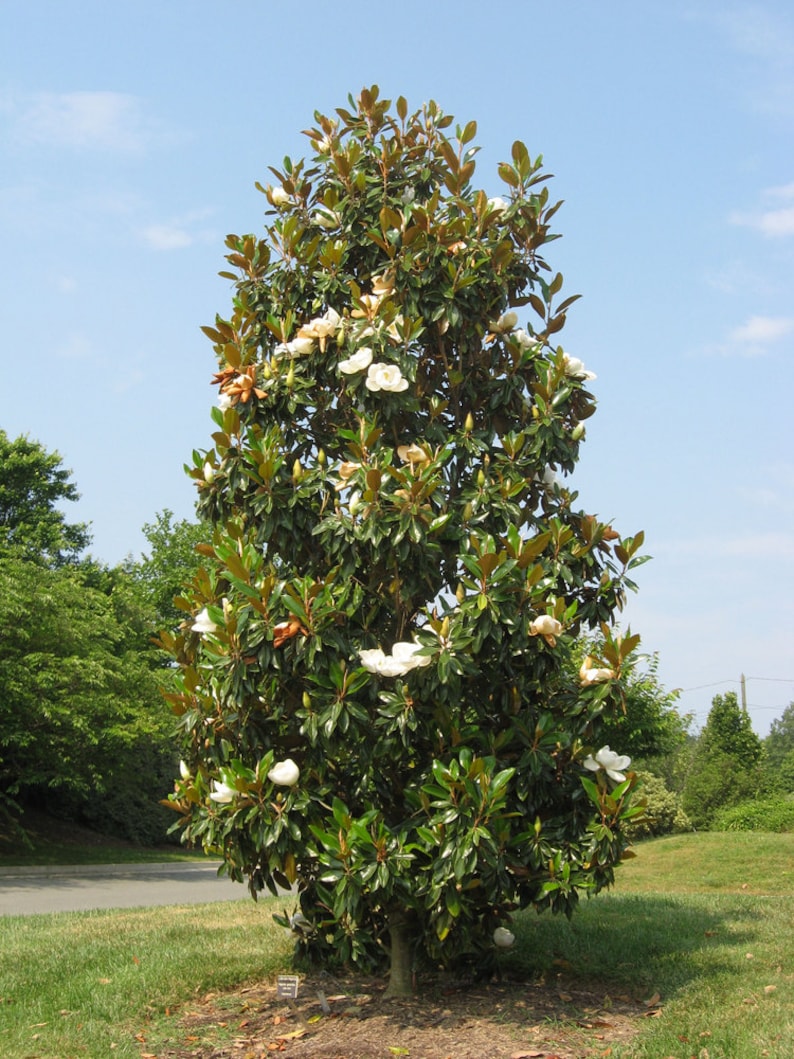 Brackens Brown Beauty Southern Magnolia Live Plant Trade Etsy