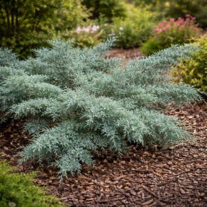 May include: A low-growing, spreading evergreen shrub with dense, feathery foliage in a distinct silvery-blue hue. The plant features fine, needle-like leaves that branch outward in a layered, horizontal pattern, creating a wide, textured mound.