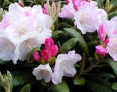 Artikel aus diesem Shop