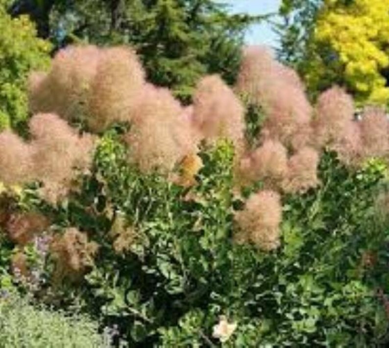 - Live Plant Trade Gallon Pot Young Lady Pink Smokebush Tree cotinus