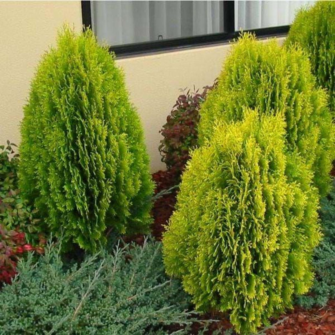 thuja brabant 3 meter Thuja Brabant 190/200 cm 30 Litre Pot — Grasslands Nursery main image 0