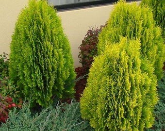 Berckman's Golden Arborvitae ( thuja ) - Live Plant - 2 Gallon Pot