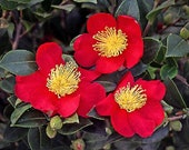 Artikel aus diesem Shop