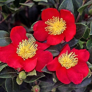 May include: Close-up of vibrant red camellia flowers with bright yellow centers. The flowers are surrounded by dark green leaves and buds, creating a striking contrast. The image showcases the natural beauty of the camellia plant.