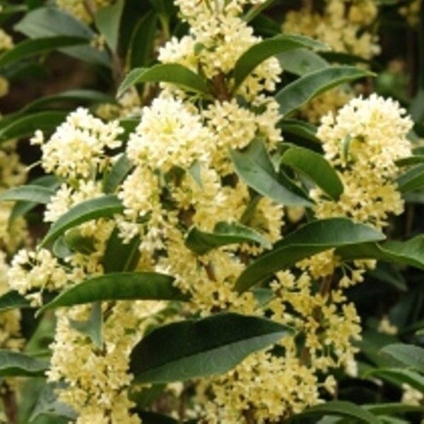 Fudingzhu Fragrant  Tea Olive ( osmanthus ) - Live Plant - ( 2.5 QT )