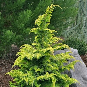 Golden Fernleaf Hinoki False Cypress - Live Plant - 3 Gallon Pot