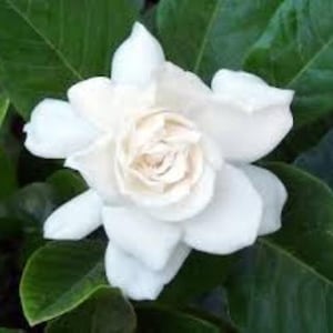 August Beauty Gardenia ( cape jasmine ) - Live Plant - ( 2.5 QT )