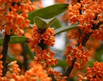 Orange Flowering Fragrant Tea Olive ( osmanthus ) - Live Plant - ( 2.5 QT )