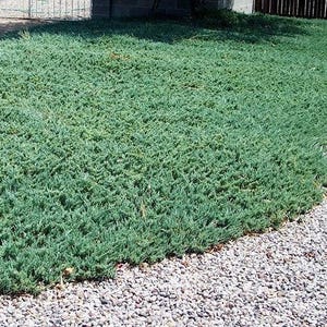 Blue Rug Spreading Juniper - Live Plant - ( 1 PT )