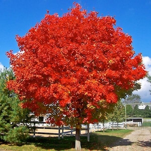 May include: A deciduous tree with a dense, rounded canopy of vibrant red and orange autumn leaves. The tree stands in a grassy area with a white wooden fence in the background under a clear blue sky, showcasing the intense fall foliage colors.