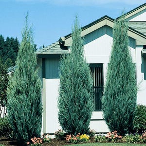 May include: Three tall, blue-green evergreen trees planted in front of a white house with a gray roof. The trees are evenly spaced and are trimmed into a cone shape.