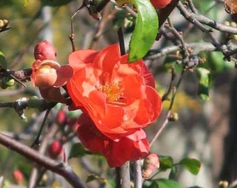 Chojuraku Orange Flowering Quince - Live Plant - ( 2.5 QT )