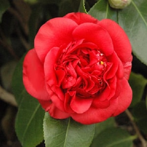 May include: A vibrant red camellia flower in full bloom, showcasing layers of petals and a textured center. The flower is surrounded by glossy green leaves, creating a natural contrast. The image captures the beauty of the camellia.