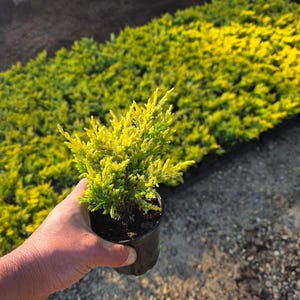 Lime Glow Creeping Juniper - Live Plant - ( 1 PT )