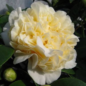 1 - Jurys Yellow Camellia - Starter Plant ( 4L ) - ( 1 live plant )
