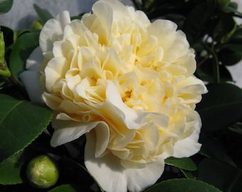 1 - Jurys Yellow Camellia - Starter Plant ( 4L ) - ( 1 live plant )