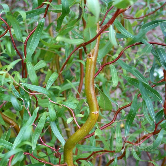 Scarlet Curls Corkscrew Weeping Willow Tree - Live Plant - ( 2.5 QT )
