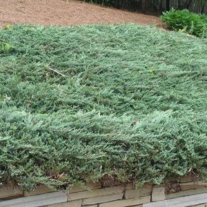 4 - Blue Rug Spreading Juniper ( groundcover )- ( 1 QT ) ( 4 live plants )