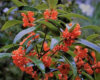 Red Flowering Fragrant Tea Olive ( osmanthus ) - Live Plant - ( 1 QT )