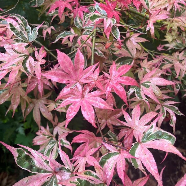 Geisha Gone Wild, Arce Japonés - Planta Viva - (2.5 QT)