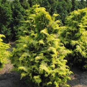 Crippsii Golden Hinoki Cypress Live Plant 1 QT image 2