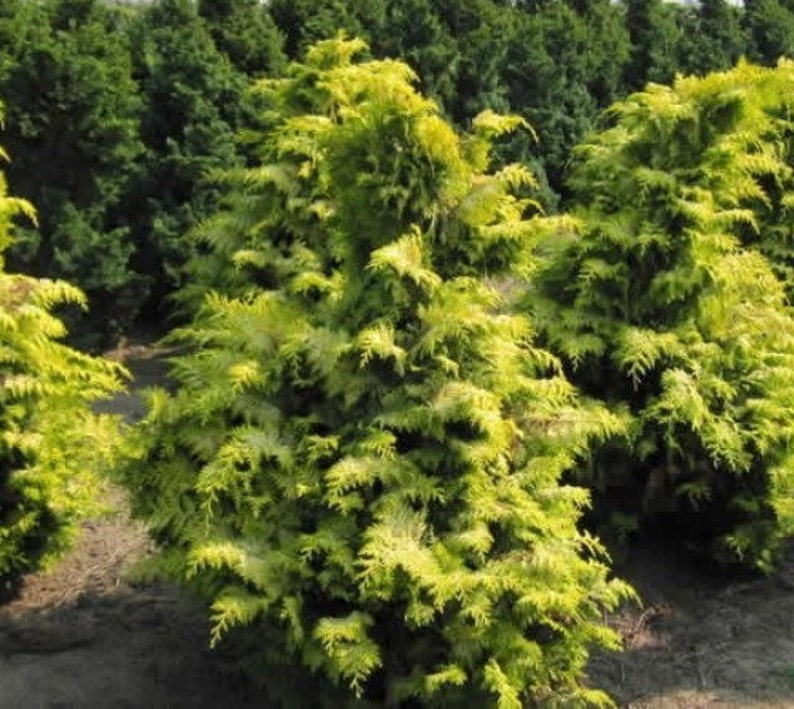 Crippsii Golden Hinoki Cypress Live Plant 1 QT image 2