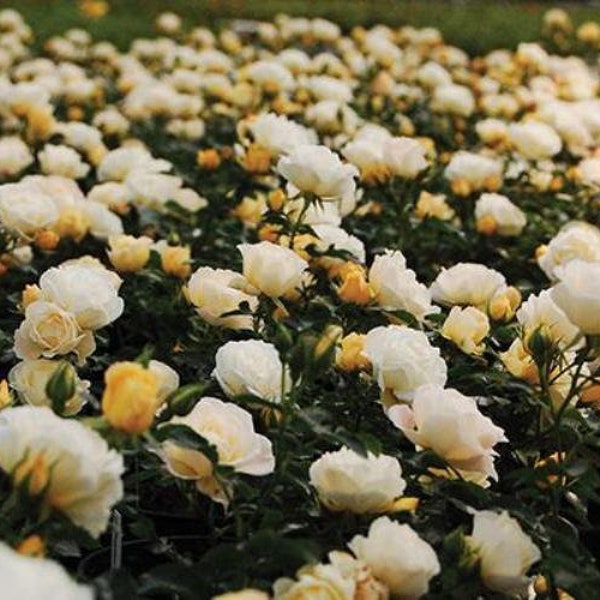 Popcorn Drift® Yellow Groundcover Rose - Live Plant - ( 1 QT )