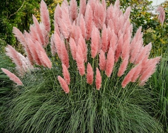 1 - Pink Pampas Grass ( cortaderia ) - Starter Plant ( 4m ) - ( 1 live plant )
